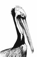 Californian Brown Pelican